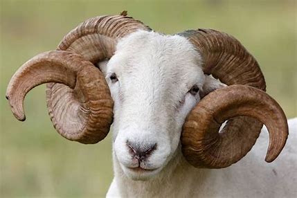 Ram